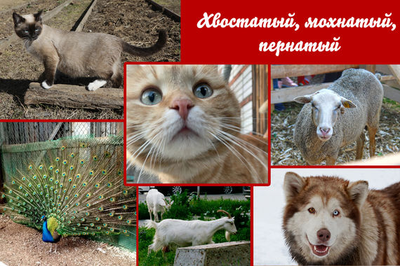 Хвостатый, мохнатый, пернатый
