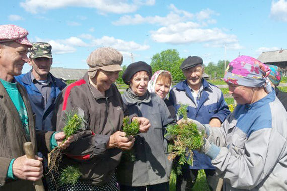 В Пяжозерье появились кедры, яблони и груши