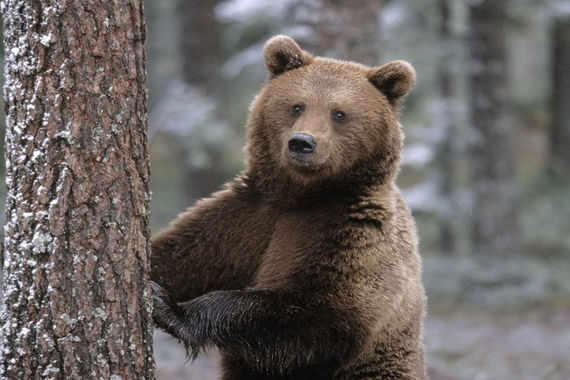 Бурых медведей считают  в вологодских лесах