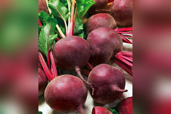 Бордовая голова: как правильно выбрать вкусную и полезную свеклу