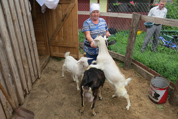 Как вырастить сладкие северные арбузы