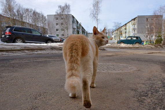 Кошка мышке не друг,  но и человеку не помощник