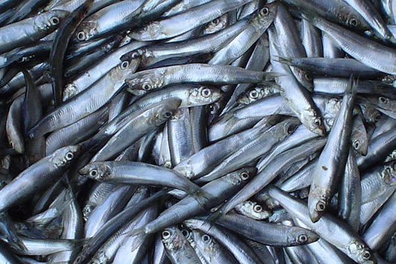 «Вкус этой хамсы я помню  до сих пор, хотя прошло 60 лет...» 