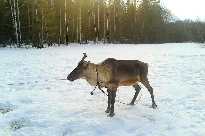 statics/upload/iblock/c88/39-олень.jpg